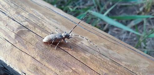 Intricate beetle explores wooden surface illuminated by sunlight during a peaceful afternoon in a lush outdoor setting