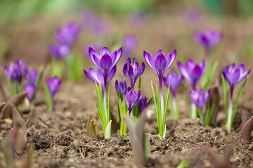 Crocus flowers bloom in the spring garden, violet saffron