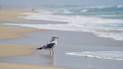 Fototapeta premium Seagull standing on the beach by the shoreline, calm waves, peaceful marine scene, nature's beauty