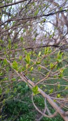 tree branches with leaves. spring leaves. fresh leaves