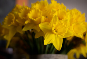 Obraz premium A close up of a bunch of yellow flowers daffodils shallow depth of field