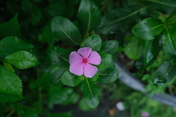 photo of pink flowers on fresh green leaves