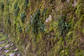 Rough texture of very old weathered stone wall or fence with traces of time and mold and moss on surface. Texture background for design. Mason craft