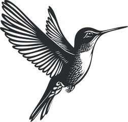 Obraz premium Monochrome vector illustration of a detailed hummingbird in flight with outstretched wings.