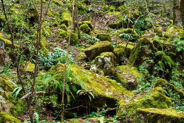 Fototapeta premium Rocks covered with green moss in a subtropical forest
