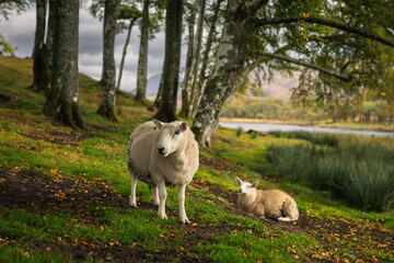 Obraz premium Rolling hills and grazing sheep frame Kilchurn Castle, its ancient ruins reflecting in Loch Awe. A timeless Highland scene bathed in golden Scottish light.