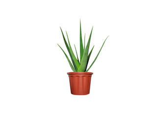 aloe vera or aloe fresh pot plant isolated on white background