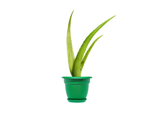 aloe vera or aloe fresh pot plant isolated on white background