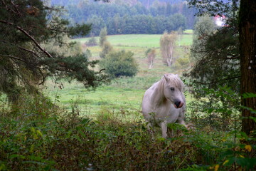 Obraz premium A close up on a herd of white and grey horses grazing, looking for food and resting after a ride in a deep grass being a part of a vast field or meadow located next to a lush forest or moor in Poland