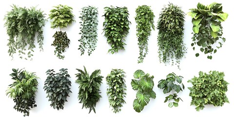 Diverse foliage on display: A vibrant collection of various green plants arranged in a visually appealing format, celebrating the beauty of nature.