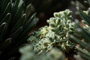 Variegated Cotyledon Tomentosa succulent plant close up in the garden