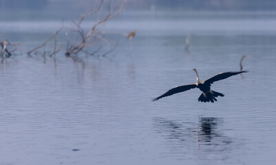 Oriental darter (Anhinga melanogaster) or snake bird fishing in river during winter morning in forest.