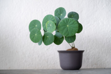 Stephania Erecta caudex close up with isolated white background.