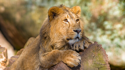 Löwen im Tierpark