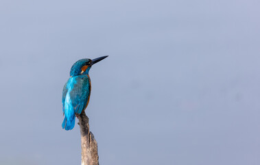 Common Kingfisher (Alcedo atthis) bird perched on tree branch near water body.