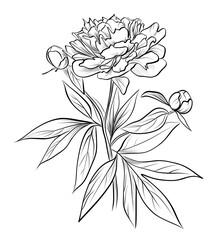 Peony Flower Hand Drawing Vector