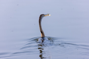 Oriental darter (Anhinga melanogaster) or snake bird fishing in river during winter morning in...