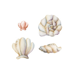 Fototapeta premium Sea shell. Cute ivory seashells clipart set. Underwater ocean marine life. Watercolor hand painted illustration isolated