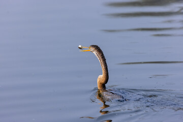 Oriental darter (Anhinga melanogaster) or snake bird fishing in river during winter morning in...