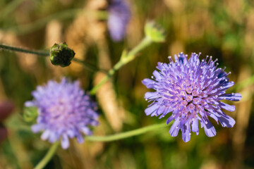 Knautia arvensis flower, the field scabious or field scabiosa