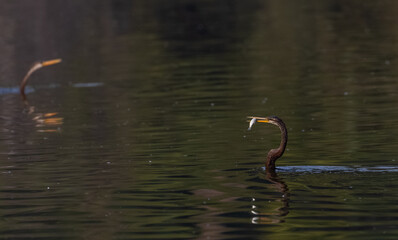 Oriental darter (Anhinga melanogaster) or snake bird fishing in river during winter morning in...