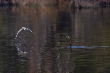 Oriental darter (Anhinga melanogaster) or snake bird fishing in river during winter morning in forest. River tern bird trying to snatch the fish from darter beak.