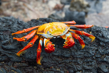 red crab on the beach