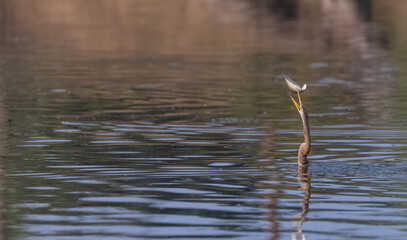 Oriental darter (Anhinga melanogaster) or snake bird fishing in river during winter morning in...