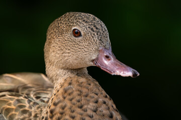 Bernier's Teal - Anas bernieri, portrait of beautiful small brown duck from endemic to Madagascars lakes and rivers.