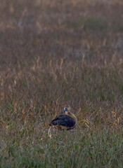 Whistling duck (Dendrocygninae) perching on grassland in forest.