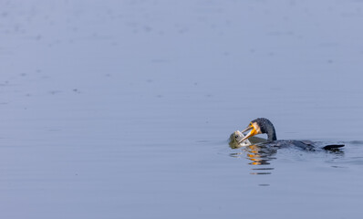 Great Cormorant (Phalacrocorax carbo) fishing in the water pond at keoladeo national park.