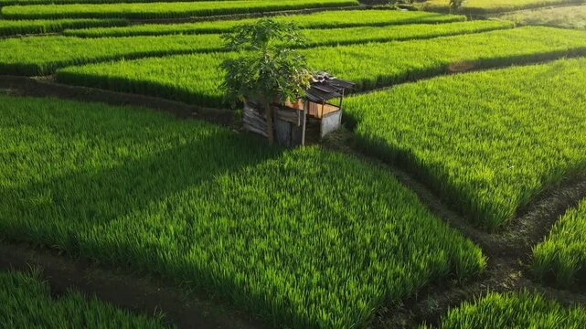 Fly over above scenic paddy farm fields in golden hour morning. Aerial drone video footage of Java Island in Indonesia 