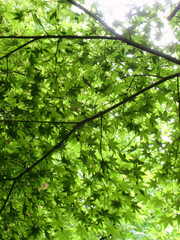 푸르른 나뭇잎 사이로 본 하늘 &ndash; Green Maple Canopy Looking Up Through the Leaves