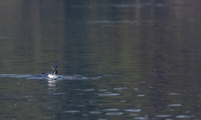 Great Cormorant (Phalacrocorax carbo) fishing in the water pond at keoladeo national park.