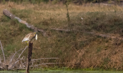 Pond Heron (Ardeola) bird fishing near water body at forest.