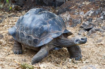 galapagos turtle on the beach