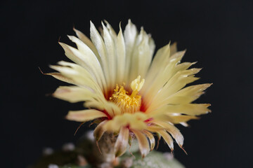 Astrophytum Asteria Super Kabuto cactus blooming yellow color flower close up in isolated black background