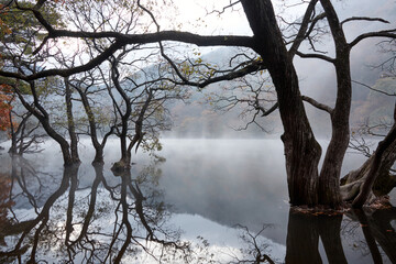 청송 주산지, 안개와 반영이 어우러진 고요한 가을 풍경 &ndash; Jusanji Pond in Autumn Mist, Cheongsong, Korea