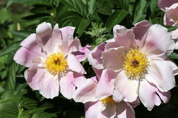 Changdeokgung Palace and Secret Garden (Huwon), UNESCO Heritage Site, Seoul, Korea, Geunjeongjeon Hall in Gyeongbokgung Palace,  South Korea, 한국 서울 경복궁 근정전 정면 사진 서울 창덕궁 인정전과 후원 (비원) 유네스코 세계문화유산
