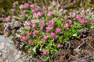 Antennaria dioica, Mountain Everlasting or Pussy Paws, wildflowers, Isle of Tiree, Inner Hebrides, Scotland