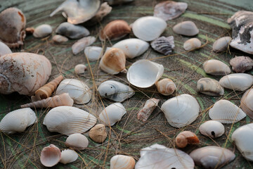 Seashells of various shapes and sizes scattered across a table with a green patterned surface.