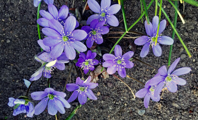 diese Wildblume steht unter Naturschutz