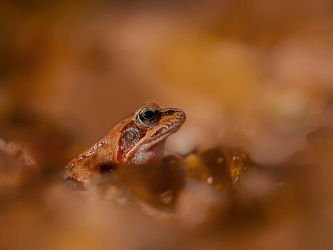 Close-up portrait of a wood frog in an autumn forest setting with orange tones.