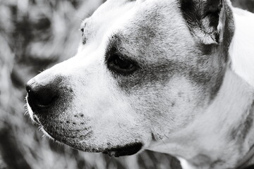 A close-up shot of a black and white dog's face, with a short description about its potential uses such as pet adoption campaigns or photography tutorials.