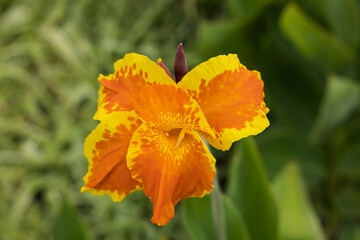 Canna Yellow King Humbert, orange yellow flower macro, outside in the garden natural environment