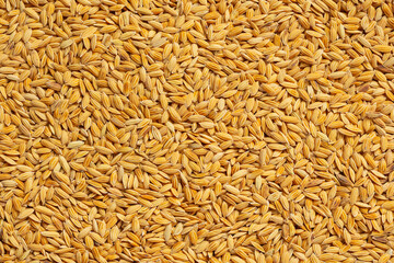 Close-Up Details of Paddy Rice Background for rice Products