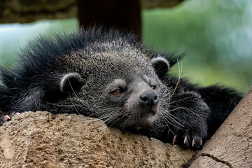 Adorable binturong face (Arctictis binturong).