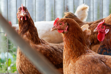 Poules rousses dans un poulailler, élevage traditionnel en plein air