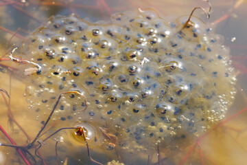 Ponte de grenouille agile (Rana dalmatina) dans une mare artificielle.