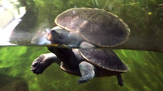 A northern river terrapin - Batagur baska breathes above the surface.